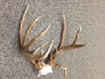 2014 Cole County CWD Buck