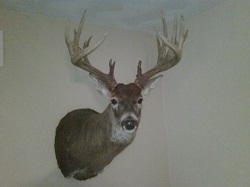 Art Kremer Buck